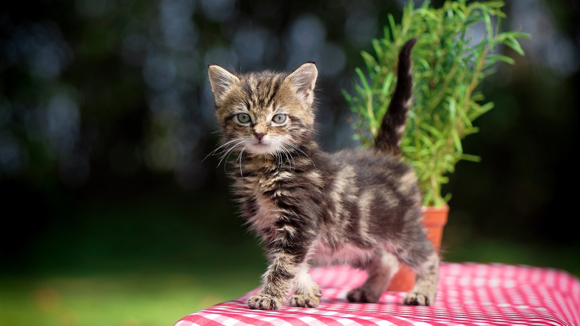 《我的世界》建筑大赛与《Roblox》开发者挑战赛的创意游戏赛事,我的世界建筑大师比赛