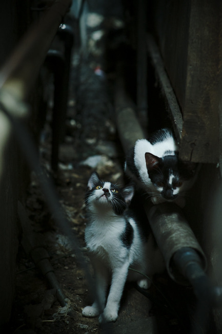 夜幕下的水上灯光秀,融合科技的运动新体验,水上灯光秀文案